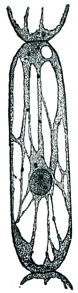 Bitki hücre çarpıtmalara tradescantia ercik hücre sap ile — Stok fotoğraf