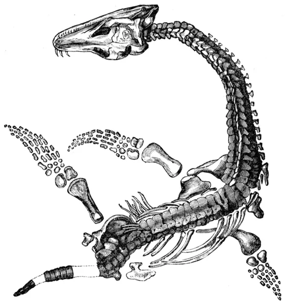 Плезиозавр крупноголовый — стоковое фото