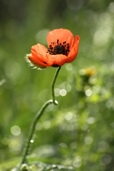 Wild poppies growing in a spring field — Stock Photo, Image