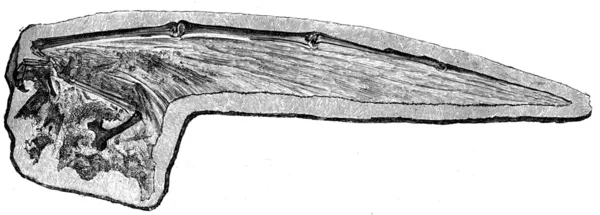 Skrzydło pterodaktyla — Zdjęcie stockowe