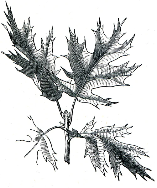 Kelet-fekete tölgy (Quercus velutina) — Stock Fotó