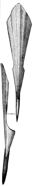 Восстановленный полный скелет белемнитов — стоковое фото