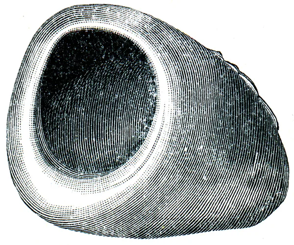 Ring met een cameo, Romeinse rijk — Stockfoto