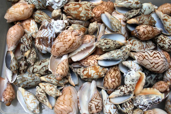 바다 조개 — 스톡 사진