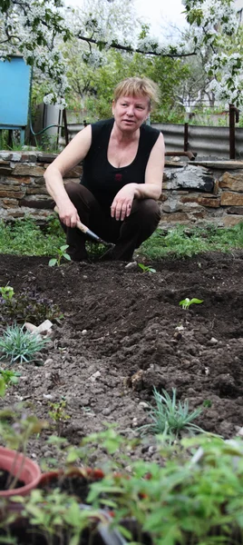 Mulher colocando pimentão planta cultivada de sementes — Fotografia de Stock