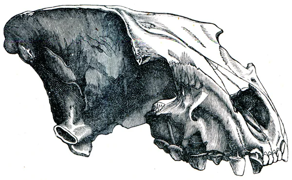 Kafatası mağara sırtlan - hyaena spelaea — Stok fotoğraf