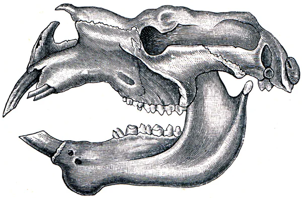 Череп гигантского вомбата или носорога вомбата - динозавра — стоковое фото