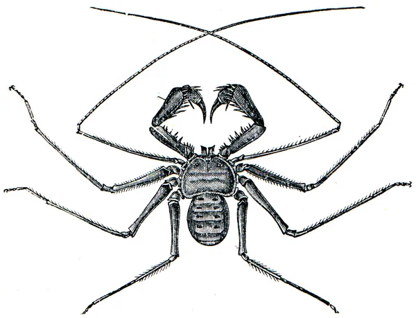 Örümcek phrynus reniformis — Stok fotoğraf