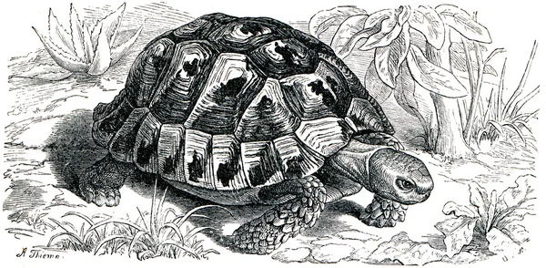 stock image Spur-thighed tortoise or Greek tortoise