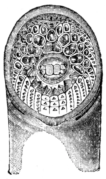 Κορόιδο του μύραινα — Φωτογραφία Αρχείου
