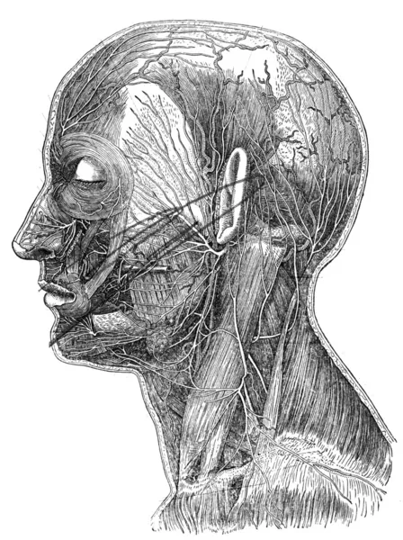 肤浅的头部和颈部神经 — 图库照片
