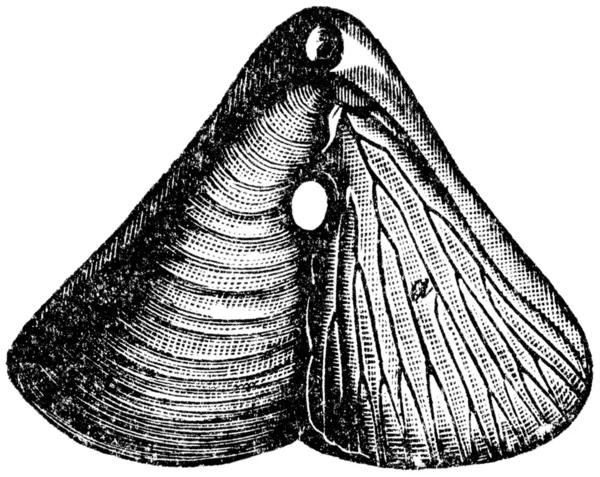 Terebratula diphia, Brachiopod — Stock Photo, Image