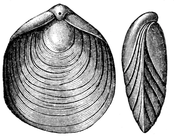 Terebratula numismalis, Brachiopode — Stockfoto