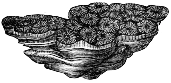 Thamanasterraea prolifera, coral — Stockfoto