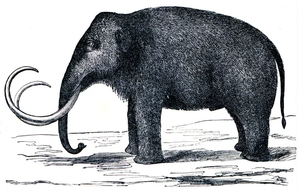 stock image Woolly mammoth - Mammuthus primigenius