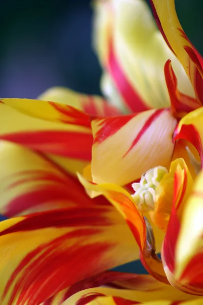 Sásliliom virág virágzó — Stock Fotó