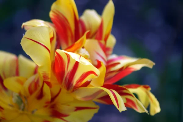 Цветущий дневной цветок — стоковое фото