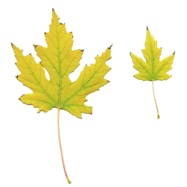 Yellowed maple leaves — Stock Photo, Image