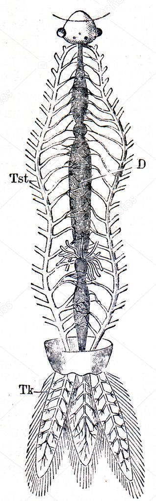 System of tracheas dragonfly larvae - Agrion