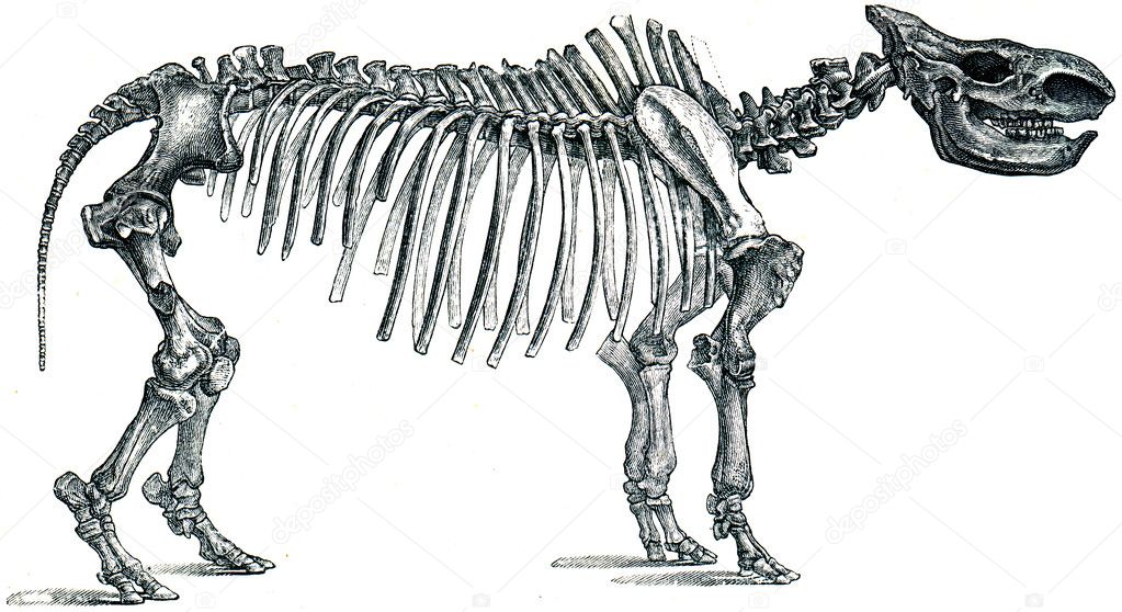 Fossil rhinoceros - Rhinoceros tichohinus