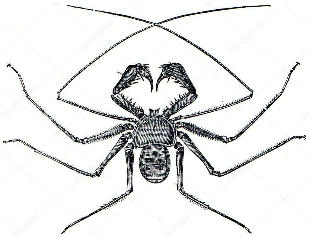 Spider phrynus reniformis
