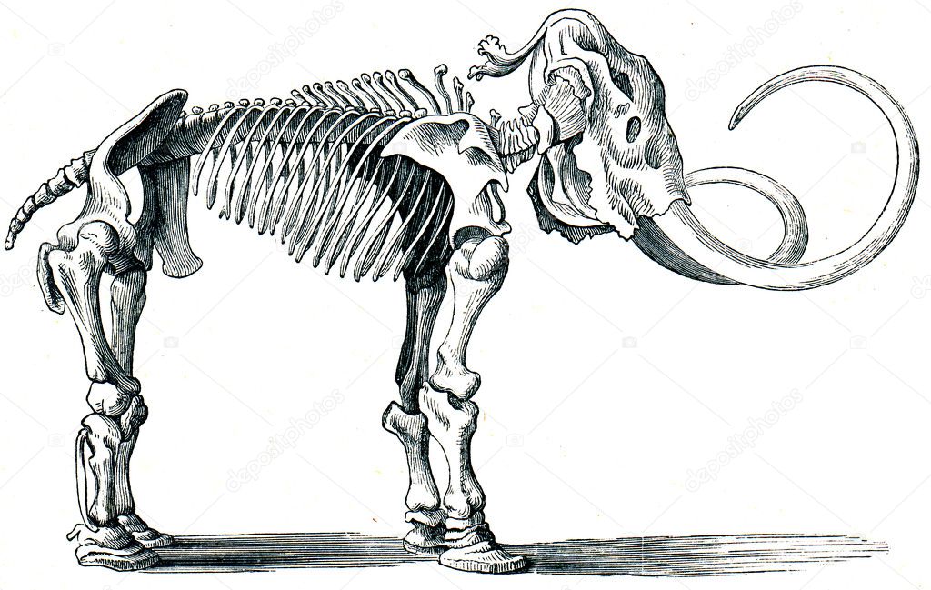 Woolly mammoth - Mammuthus primigenius