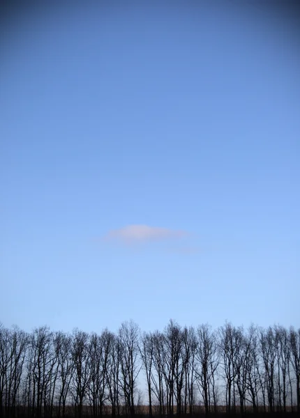 Silhouettenbäume — Stockfoto