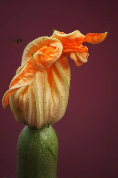 Calabacín con flores —  Fotos de Stock