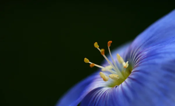 Μπλε λουλούδι — Φωτογραφία Αρχείου