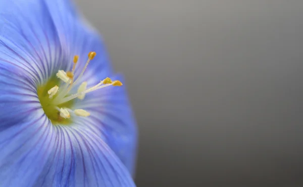 Синий цветок — стоковое фото