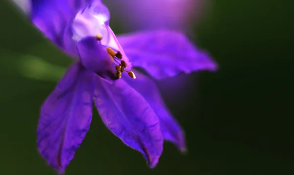 Фиолетовый цвет — стоковое фото