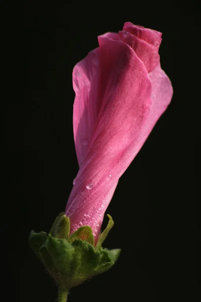 Bud bir iris — Stok fotoğraf