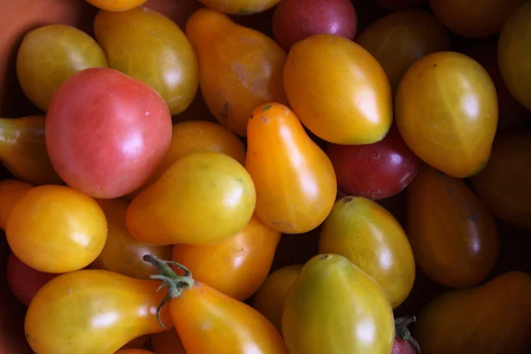 Маленький помидор Черри — стоковое фото
