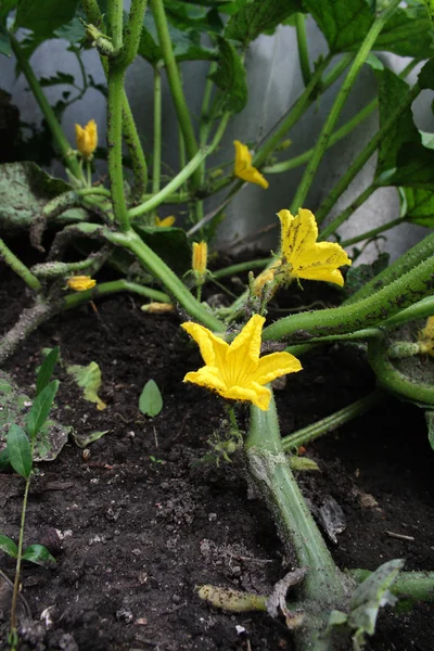 Огуречное растение — стоковое фото