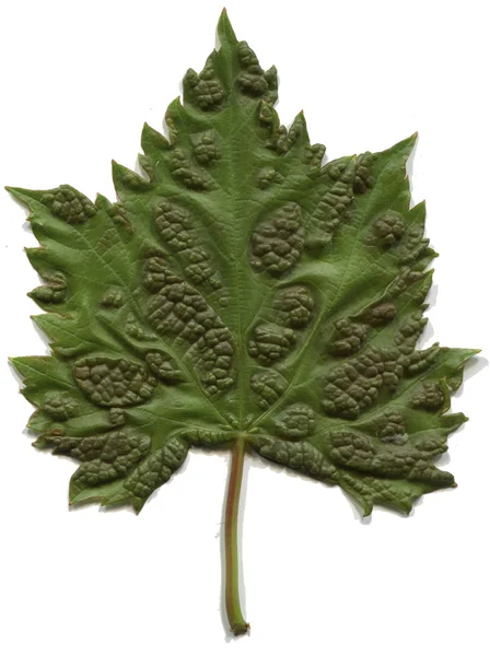 Bladlöss (bladlöss) på ett grönt blad — Stockfoto