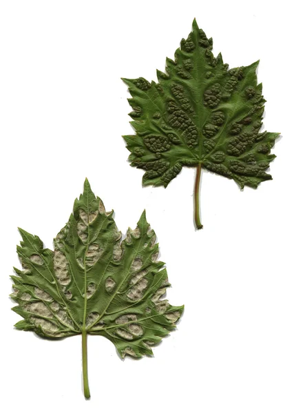 Bladluis (bladluis) op een groene bladeren — Stockfoto