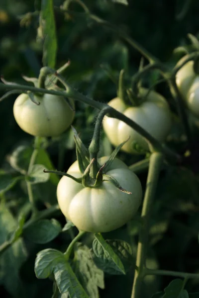 Unripe tomatoes — Stock Photo, Image