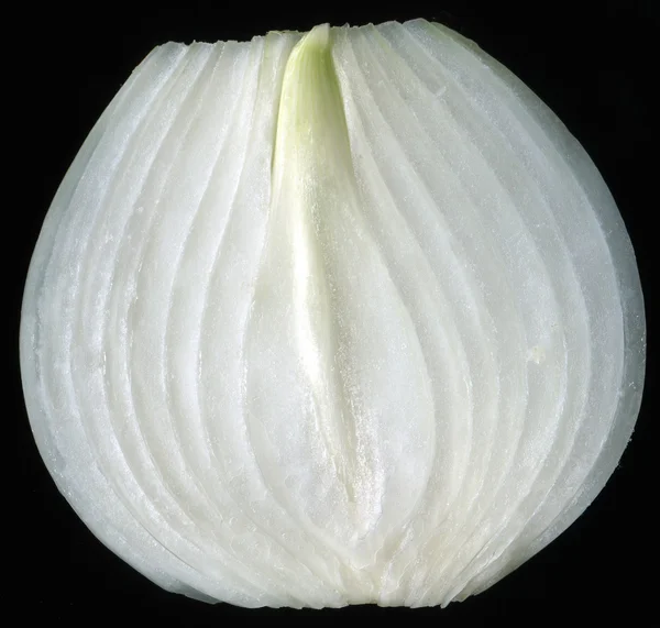 stock image Slice of onion