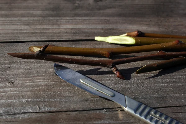 Grafting — Stock Photo, Image