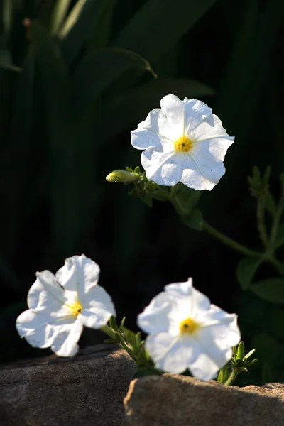 Fleurs blanches sur fond noir — Photo