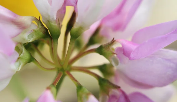 Orchidea di rosa — Foto Stock
