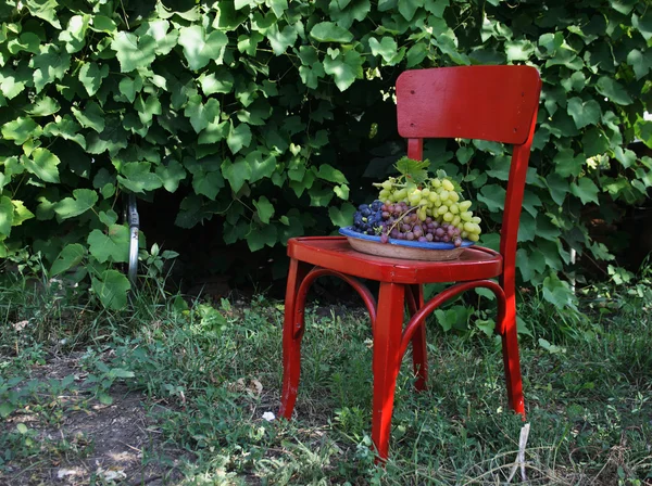 stock image Red and white grapes bunches on blue plate on a red chair