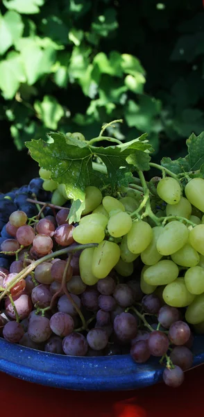 Cachos de uvas vermelhas e brancas na placa azul — Fotografia de Stock
