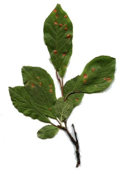 잎에 진딧물 — 스톡 사진