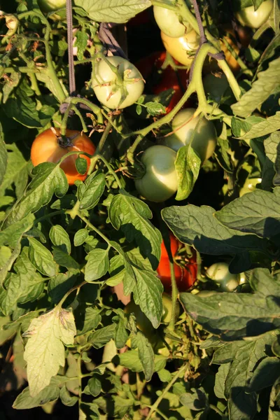 Tomaten plant — Stockfoto