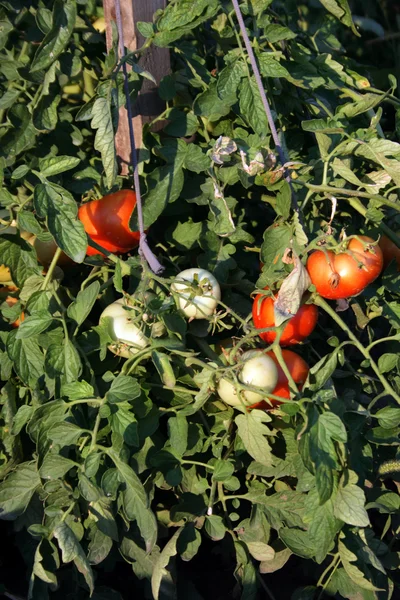Tomater växt — Stockfoto