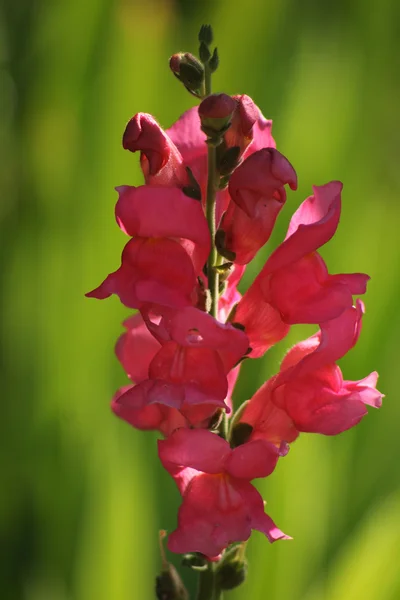 Červená květina na zeleném pozadí — Stock fotografie