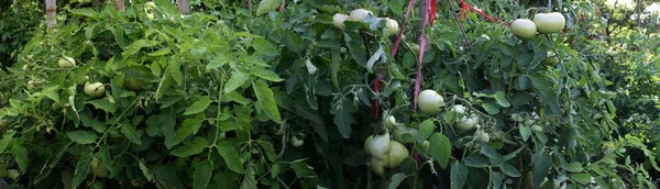 Unripe tomatoes on the plant — Stock Photo, Image
