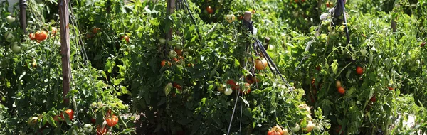 Tomatoes plant — Stock Photo, Image