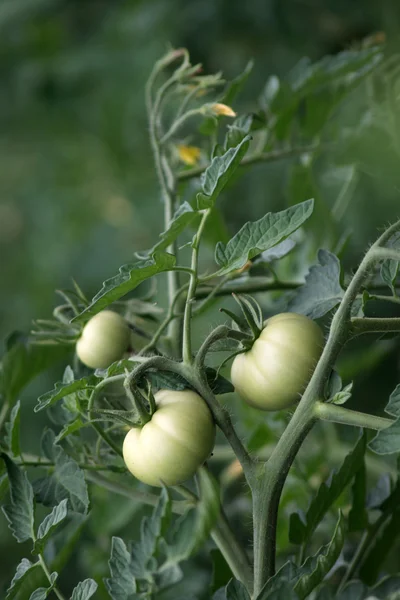 Unripe tomato — Stock Photo, Image